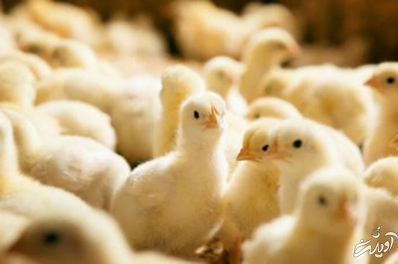 جوجه یک روزه کمیاب و گران شد/ هشدار درباره افزایش دوباره قیمت مرغ